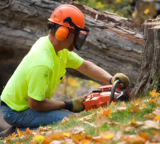 tree services Clarissa